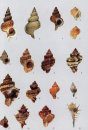 European Seashells, Volume 1