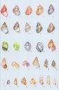 European Seashells, Volume 1