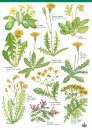 Guide to Grassland Plants 1