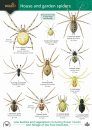 A Guide to House and Garden Spiders