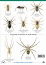A Guide to House and Garden Spiders