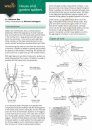 A Guide to House and Garden Spiders