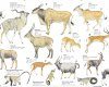 Mammals of Southern Africa - Poster