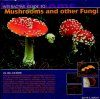 Interactive Guide to Mushrooms and Other Fungi