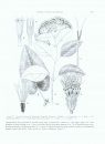 The Genera of the Eupatorieae (Asteraceae)