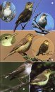 Birds of the Mediterranean