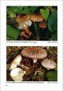 Fungi non Delineati 11: Interesting Macromycetes Found in the Czech and Slovak Republics