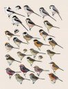 Handbook of the Birds of the World, Volume 13: Penduline Tits to Shrikes
