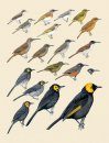 Handbook of the Birds of the World, Volume 13: Penduline Tits to Shrikes