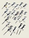 Handbook of the Birds of the World, Volume 13: Penduline Tits to Shrikes