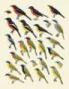 Handbook of the Birds of the World, Volume 14: Bush-Shrikes to Old World Sparrows
