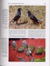 Handbook of the Birds of the World, Volume 14: Bush-Shrikes to Old World Sparrows
