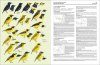 Handbook of the Birds of the World, Volume 15: Weavers to New World Warblers
