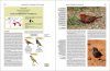 Handbook of the Birds of the World, Volume 15: Weavers to New World Warblers