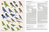 Handbook of the Birds of the World, Volume 16: Tanagers to New World Blackbirds