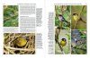 Handbook of the Birds of the World, Volume 16: Tanagers to New World Blackbirds