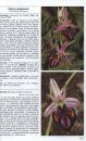 Guía de las Orquídeas de España y Europa: Norte de Africa y Proximo Oriente [Guide to Orchids of Spain and Europe, North Africa and the Middle East]