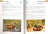 Field Guide to Tasmanian Birds