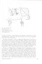 Fauna Ibérica, Volume 19: Hemiptera: Aphididae II