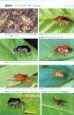 Terrestrial Heteropterans: A Field Guide to Japanese Bugs, Volume 2 [Japanese]