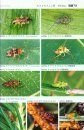 Terrestrial Heteropterans: A Field Guide to Japanese Bugs, Volume 2 [Japanese]