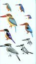 Birds of Northern India