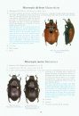 The Beetles of the World, Volume 29: Rutelini 3 [English / French]