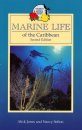 Marine Life of the Caribbean