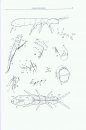 Synopses on Palaearctic Collembola, Volume 3: Isotomidae