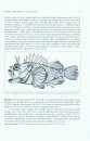 Revision of the Indo-Pacific Scorpionfish Genus Scorpaenopsis with Descriptions of Eight New Species