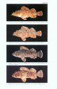 Revision of the Indo-Pacific Scorpionfish Genus Scorpaenopsis with Descriptions of Eight New Species