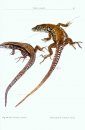 The Lizards of Italy and Adjacent Areas