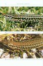 The Lizards of Italy and Adjacent Areas