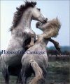 Horses of the Camargue