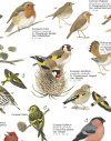 Birds of Gardens and Parklands: British Isles and Europe - Poster