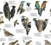 Birds of the Countryside: British Isles and Europe - Poster