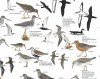Coastal Birds: British Isles and Europe - Poster