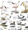 Water Birds: Birds of Europe's Wetlands - Poster