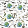 Migratory Birds: Europe's South-Bound Long-Distance Travellers - Poster