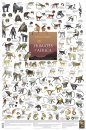 Primates of Africa - Poster