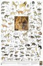 Carnivores of Africa - Poster