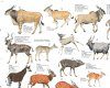 Ungulates of Africa - Poster