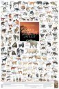 Rare and Endangered Mammals of Africa - Poster