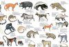 Rare and Endangered Mammals of Africa - Poster