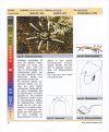 Tarantulas of the World: Kleiner Atlas der Vogelspinnen - Band 2 [German]