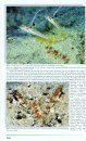 Asia Pacific Reef Guide