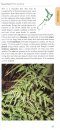 A Photographic Guide to the Ferns of New Zealand