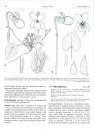 Flora Nordica, Volume 6: Thymelaeaceae - Apiaceae [English]