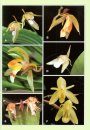 The Genus Coelogyne