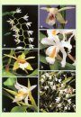 The Genus Coelogyne